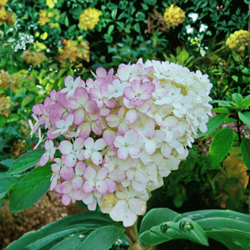 Hortensja bukietowa 'Vanilla Frise' - Sadzonka 40 cm