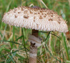 Zestaw Do Uprawy Grzybów - Pieczarka Biała 3 l