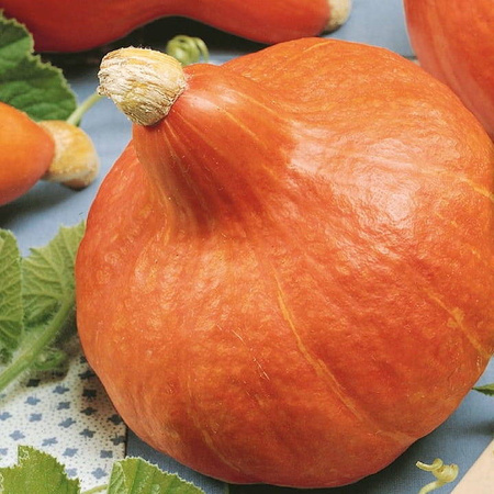 Dynia Hokkaido Uchiki Kuri Cucurbita maxima