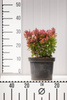 Berberys Thunberga 'Admiration' PBR – Sadzonka 20 cm