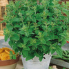 Majeranek jednoroczny Origanum majorana