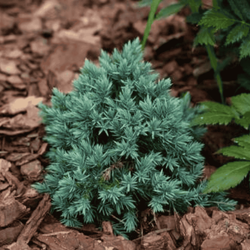 Jałowiec Łuskowaty 'Blue Star' – Sadzonka 15 cm
