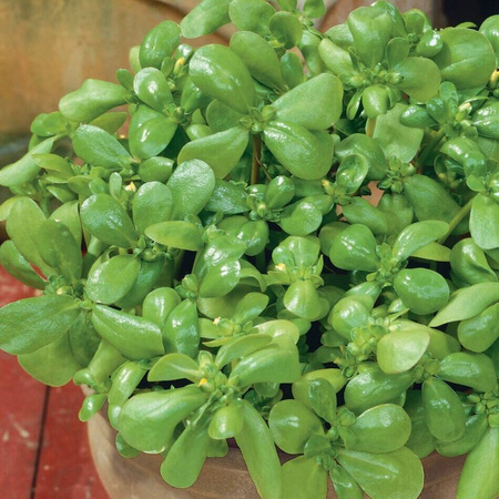 Portulaka pospolita ,,Sommerportulak’’- Kiepenkerl