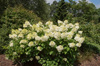 Hortensja bukietowa 'Silver Dollar' – Sadzonka 40 cm