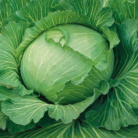 Kapusta biała Brunswijker Brassica oleracea var. capitata f. alba