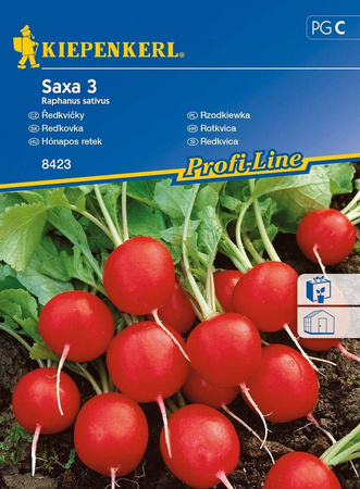 Rzodkiewka Saxa 3 Raphanus sativus var. sativus