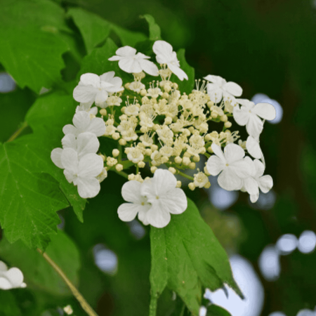 Hortensja bukietowa 'Tardiva' - Sadzonka 30-40 cm