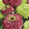 Cynia Red Lime + Green Lime – Kiepenkerl