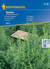 Estragon 'Samira' – Kiepenkerl
