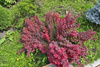 Berberys Thunberga 'Admiration' PBR – Sadzonka 20 cm