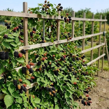 Domyślna nazwa