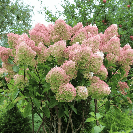 Hortensja Bukietowa 'Grandiflora' – Sadzonka 30-40 cm