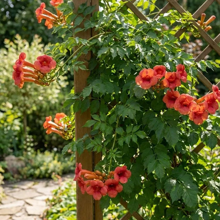 Milin Amerykański Flamenco (Campsis radiacans Flamenco)