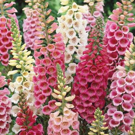 Naparstnica Excelsior-Hybriden Digitalis purpurea