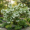 Kalina Koralowa Roseum (Viburnum Opulus Roseum)