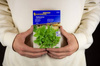 Mięta pieprzowa wieloletnia Mentha x piperita