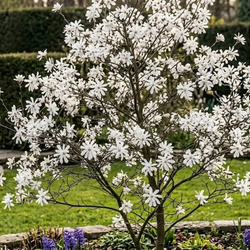 Magnolia Gwieździsta (Magnolia Stellata)