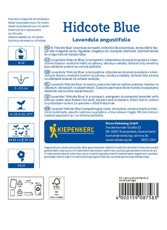 Lawenda wąskolistna - Kiepenkerl