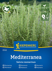 Rozmaryn Rosmarinus officinalis
