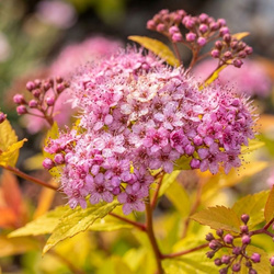 Tawuła Japońska Magic Carpet (Spiraea Japonica Magic Carpet)
