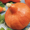 Dynia Hokkaido Uchiki Kuri Cucurbita maxima