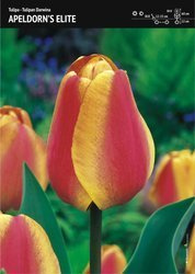 Tulipan ‘Apeldorn's Elite’ - 15 szt.