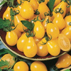 Pomidor Cherry Yellow Pearshaped – Kiepenkerl