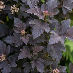 Pęcherznica Kalinolistna Diabolo (Physocarpus Opulifolius Diabolo)