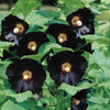 Malwa Ogrodowa Nigra – Kiepenkerl