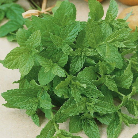 Mięta pieprzowa wieloletnia Mentha x piperita