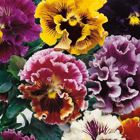 Bratek Orchideenblütiger Mix Viola x wittrockiana