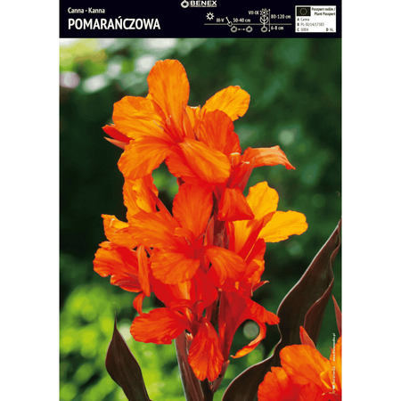 Domyślna nazwa
