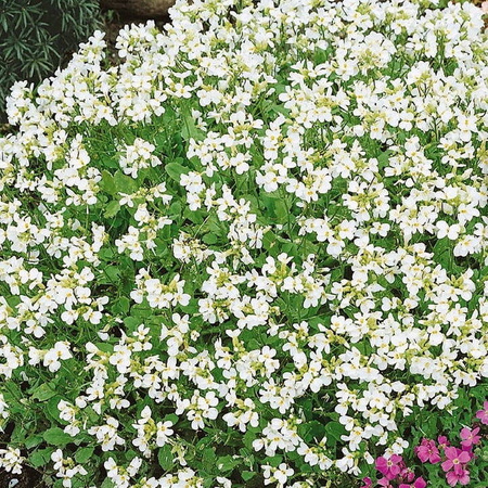 Gęsiówka kaukaska Schneehaube Arabis caucasica