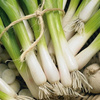 Cebula Freddy Allium fistulosum