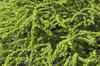 Berberys Thunberga 'Green Carpet' - Sadzonka 20 cm