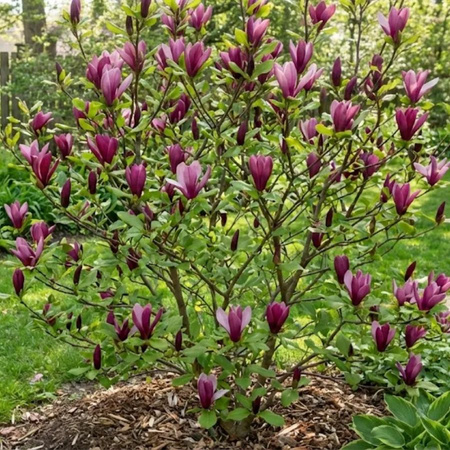 Magnolia Susan (Magnolia Susan)
