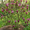 Magnolia Susan (Magnolia Susan)