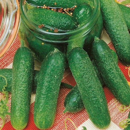 Ogórek konserwowy Diamant F1 Cucumis sativus