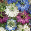 Czarnuszka damasceńska Mix Nigella damascena