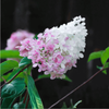 Hortensja bukietowa 'Pink Lady' - Sadzonka 30 cm