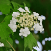 Hortensja bukietowa 'Tardiva' - Sadzonka 30-40 cm