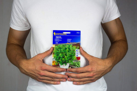 Majeranek jednoroczny Origanum majorana