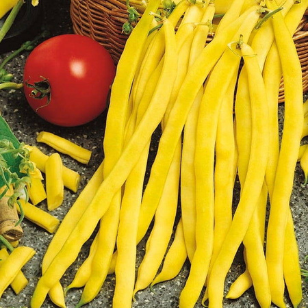 Fasola tyczna Neckargold Phaseolus vulgaris var. vulgaris