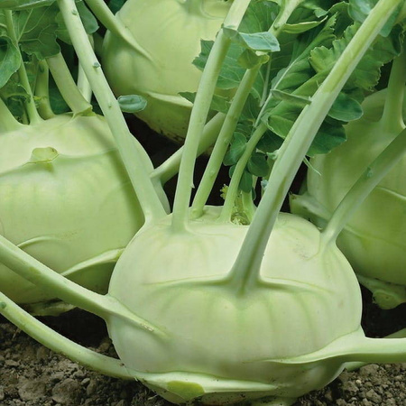 Kalarepa Delikateß weißer Brassica oleracea var. gongylodes