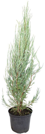Jałowiec Skalny 'Blue Arrow' – Sadzonka 50 cm