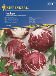 Cykoria sałatowa Indigo Kiepenkerl