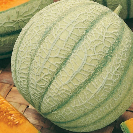 Melon cukrowy ,, Stellio ‘’ F1 – Kiepenkerl
