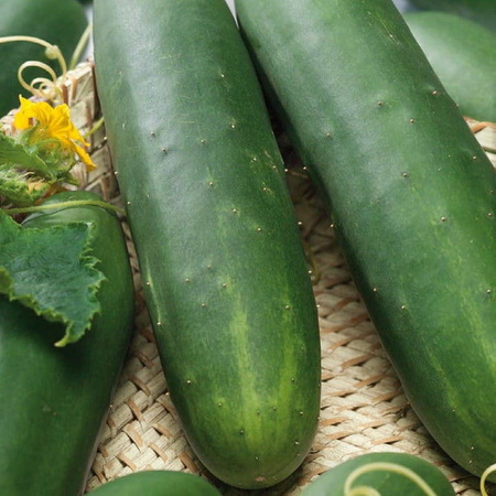 Ogórek sałatkowy Tanja Cucumis sativus