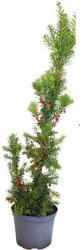 Cis Pośredni 'Hicksii' – Sadzonka 40-50 cm