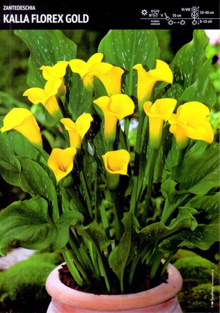 Zantedeschia- Kalla Florex Gold - 1 szt